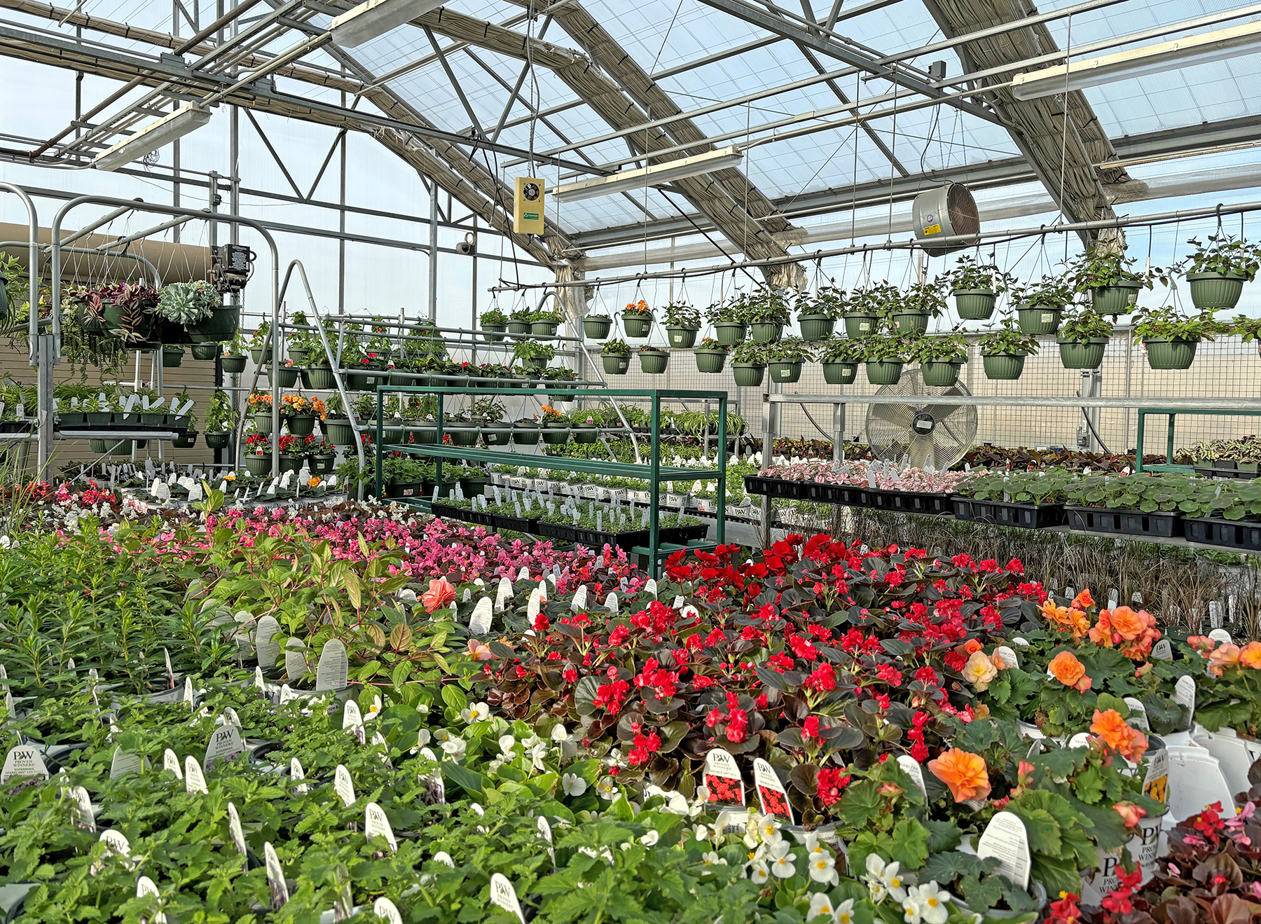 Photo of spring plants in a greenhouse